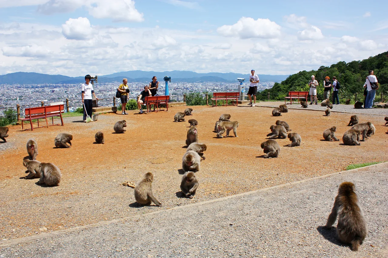 Visitors and monkeys together on the open summit of Iwatayama Monkey Park