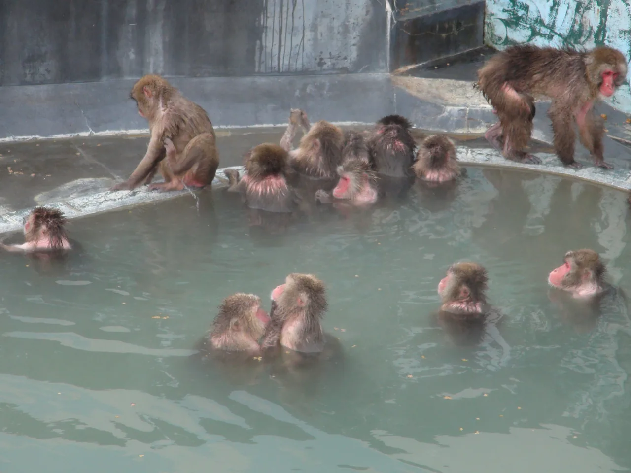 Macaques sitting in a round outdoor pool of steaming water