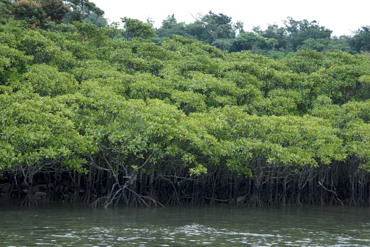 Mangrove trees growing along the bank of a river on Iriomote