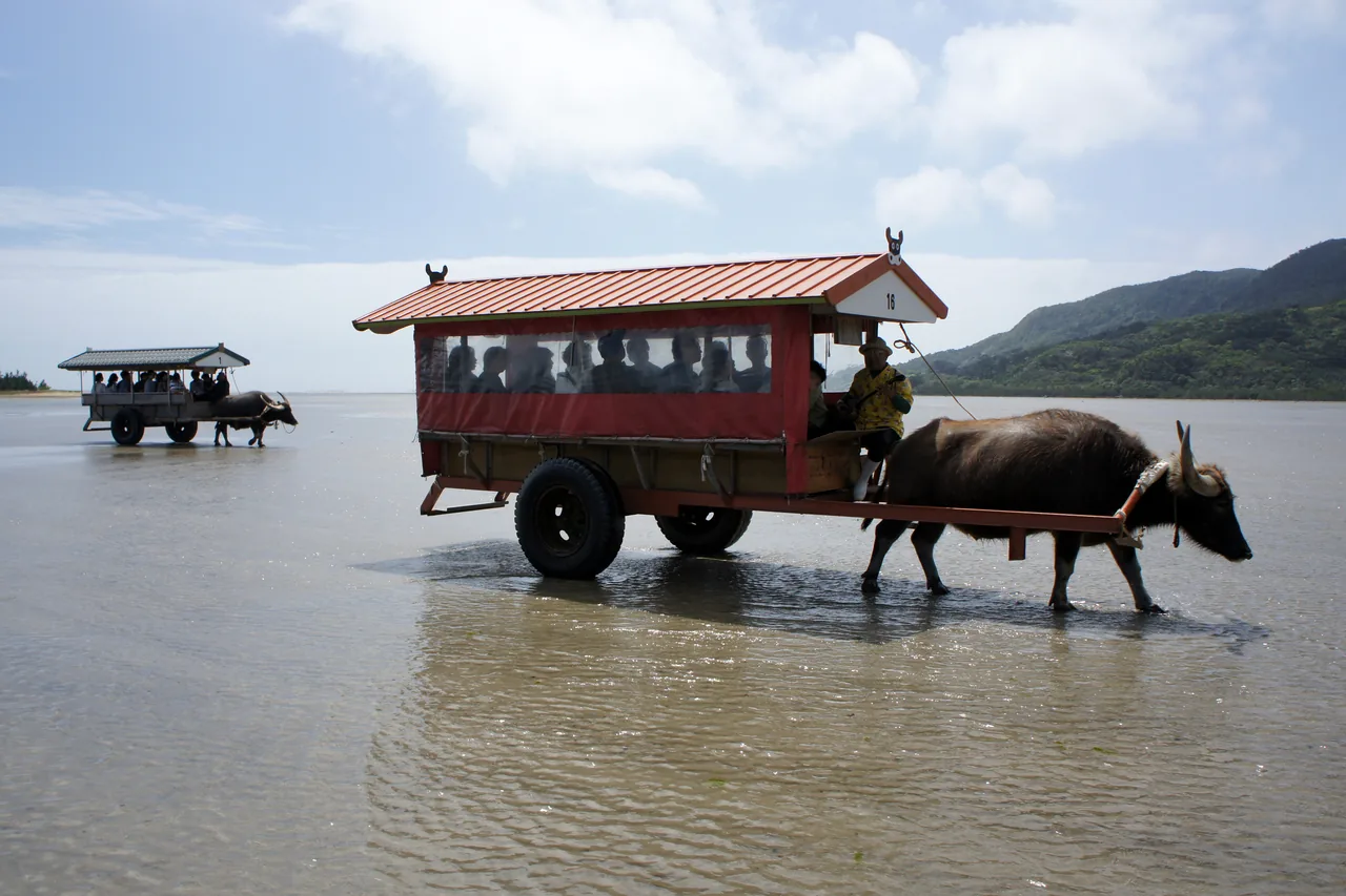 A water buffalo pulling a covered cart through shallow sea water