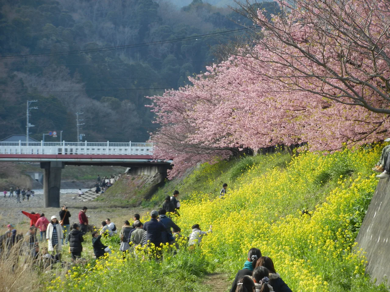 People walking along a riverside embankment lined with pink cherry blossom and yellow rapeseed flowers