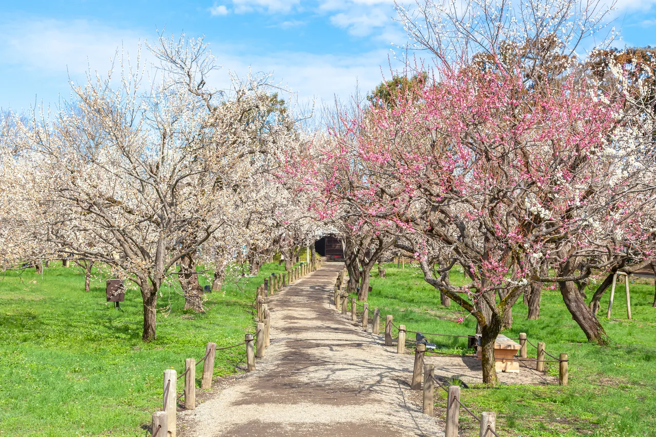 A dirt path between pink and white plum trees under a blue sky