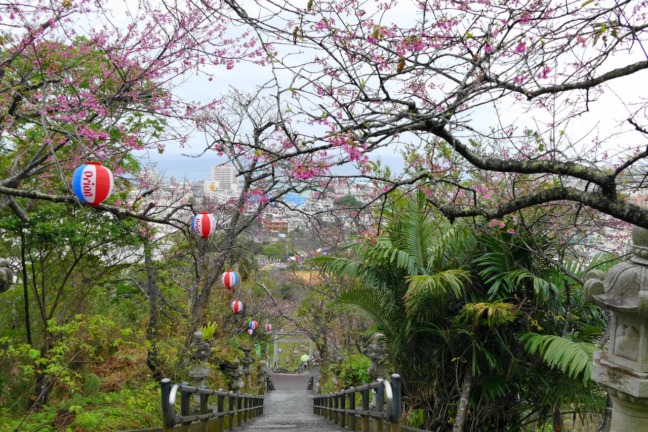 Deep-pink cherry trees beside a stone stairway hung with lanterns