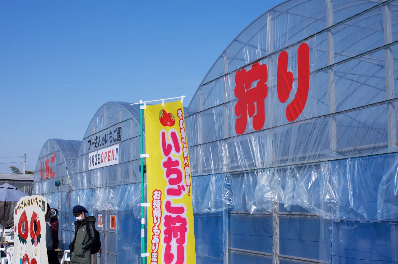 Plastic greenhouses with strawberry picking flags and visitors