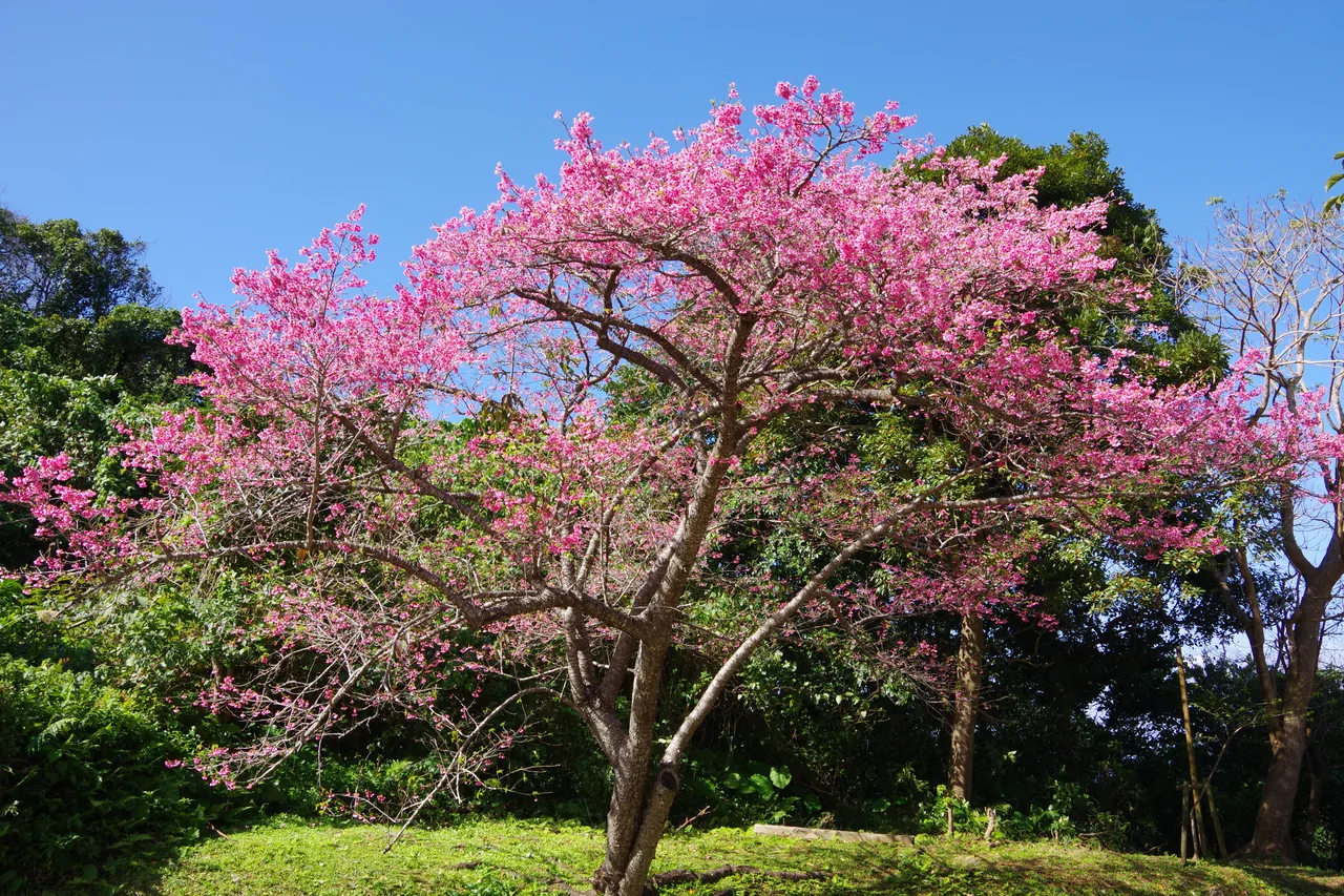 A deep-pink cherry tree in flower on a green hillside