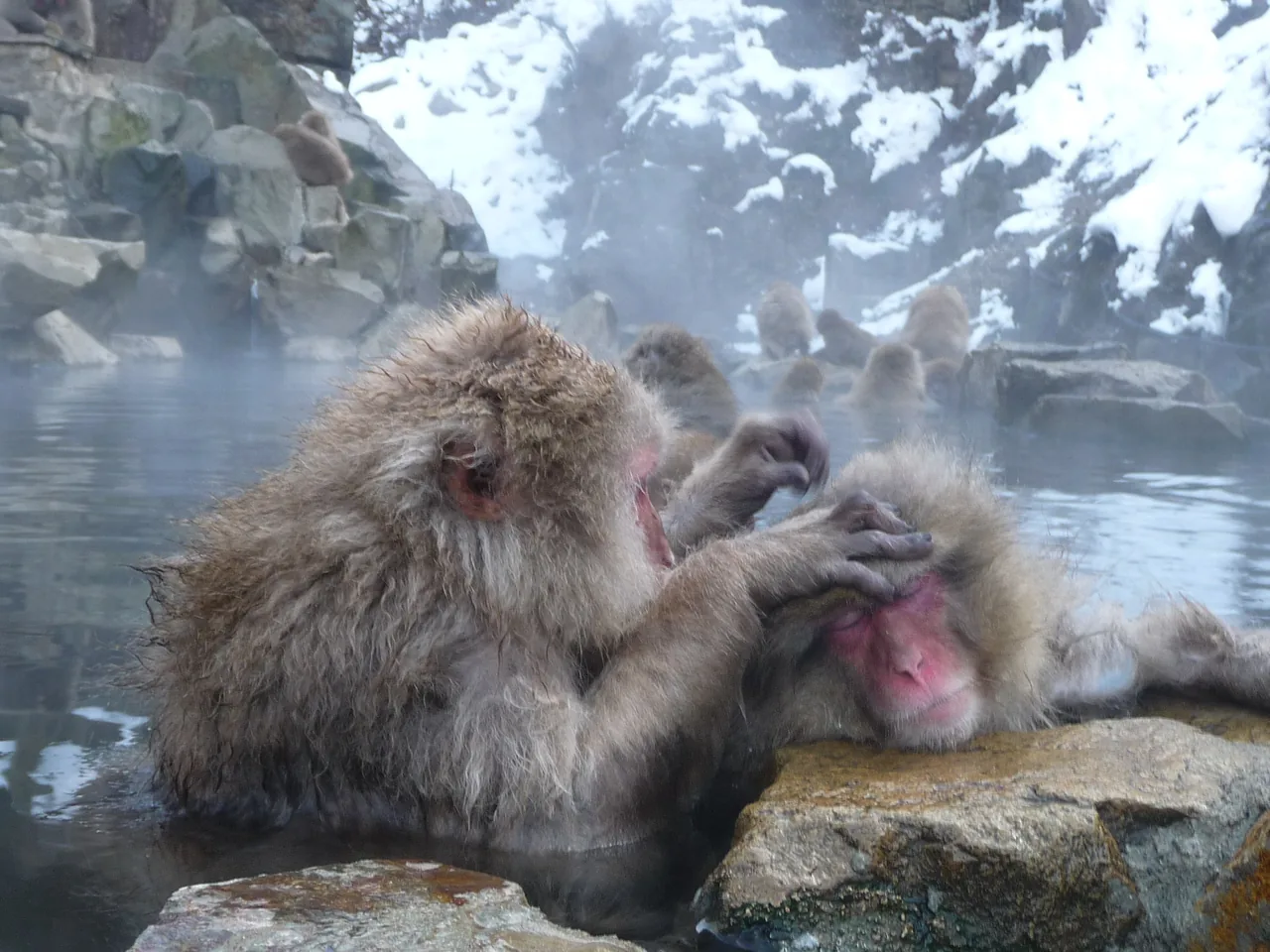 Japanese macaques grooming each other in a steaming hot spring, snow on the rocks behind
