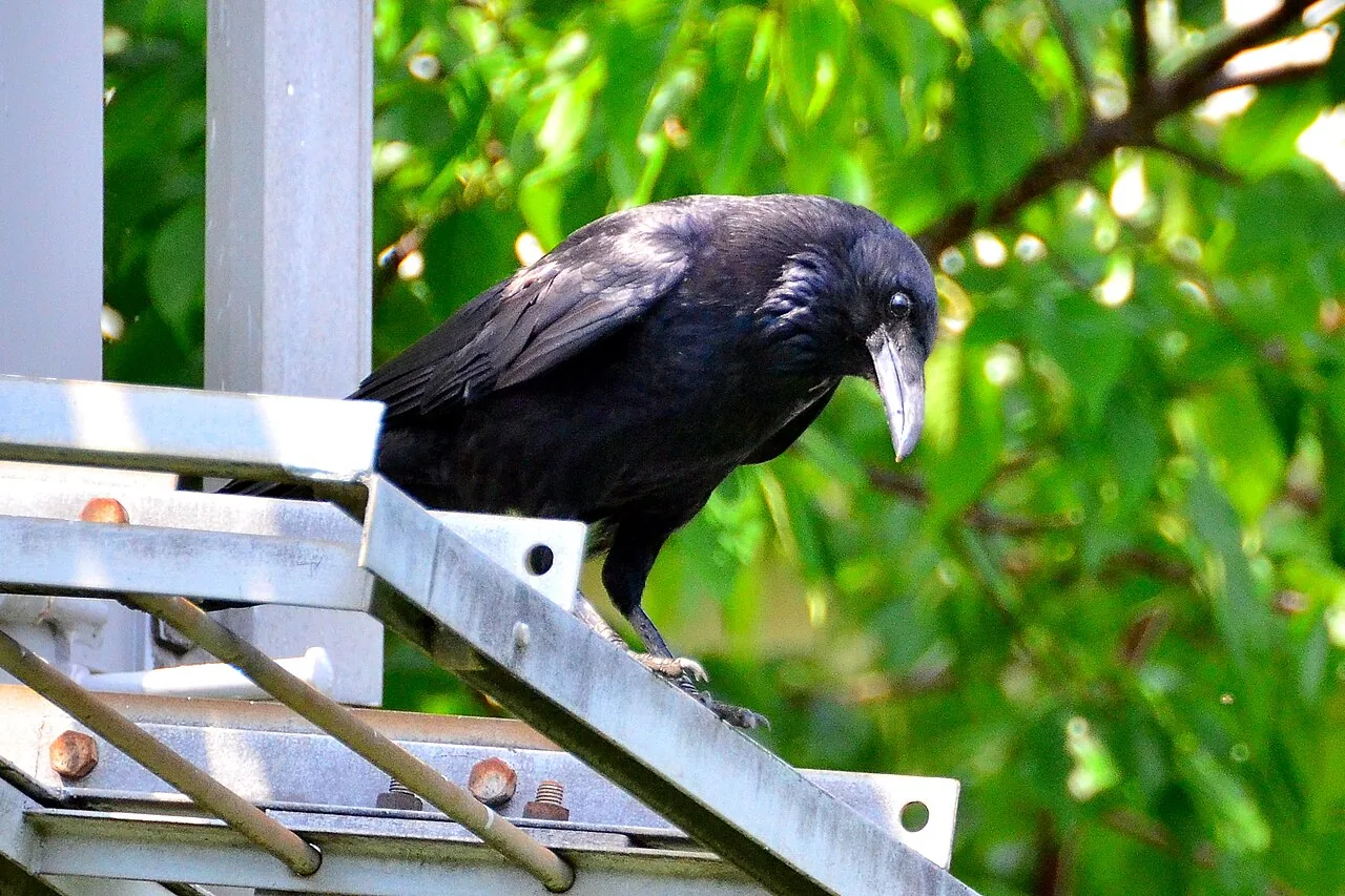 A large black crow perched on a metal rail in a Japanese city, green leaves behind it