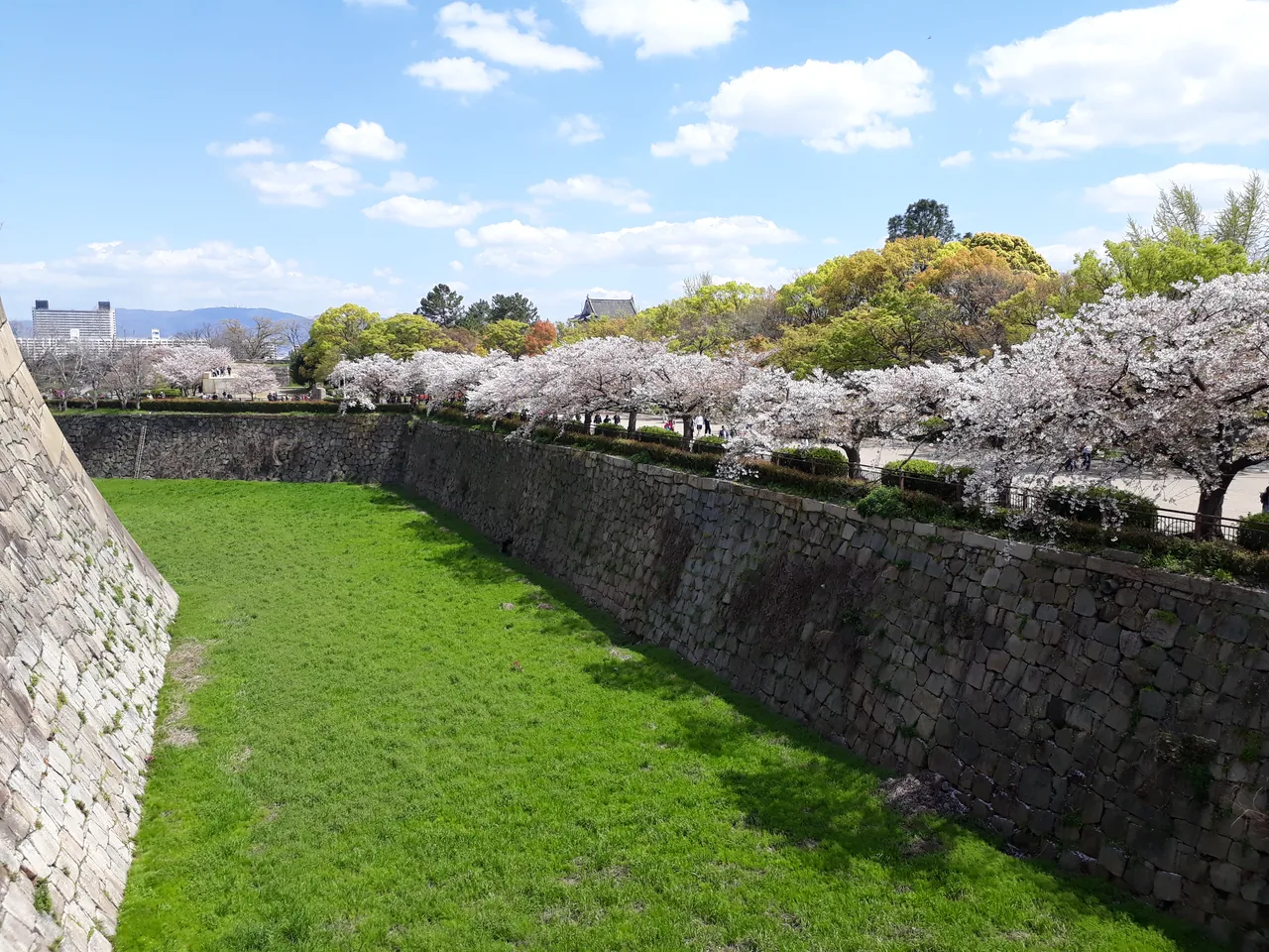 Cherry blossom along the top of a castle wall above a grassed dry moat