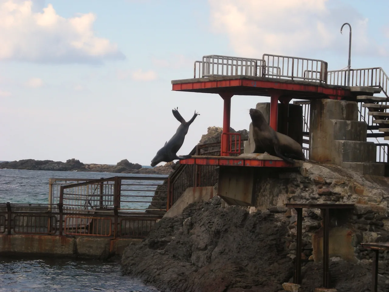 Sea lion diving into the pool at an outdoor show