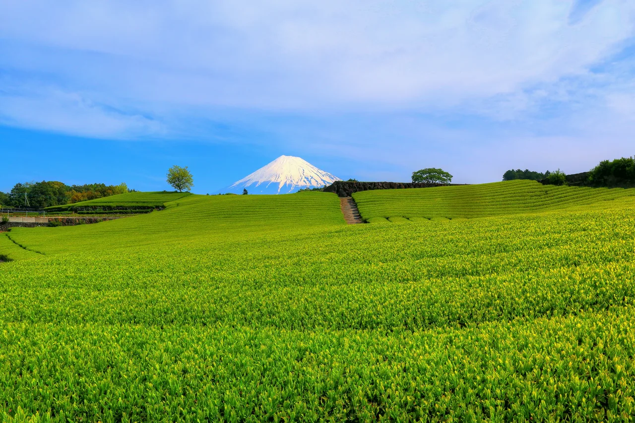 Rows of green tea bushes on a slope with Mount Fuji on the horizon