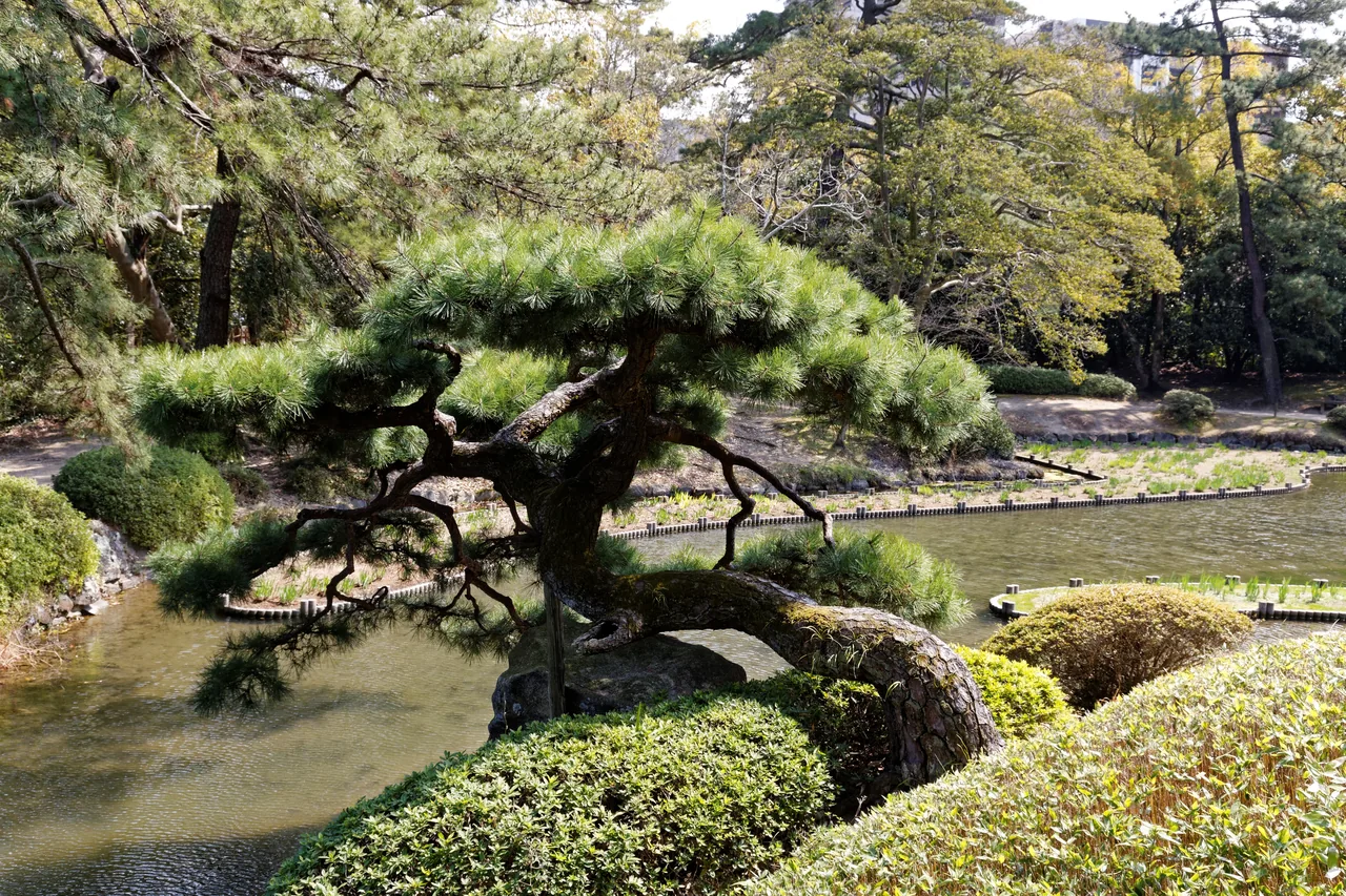 Clipped pine trees and open lawn inside Ritsurin Garden in Takamatsu