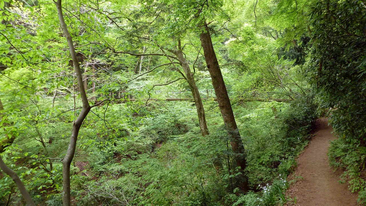 A narrow path running through dense green forest on the side of Mt Takao