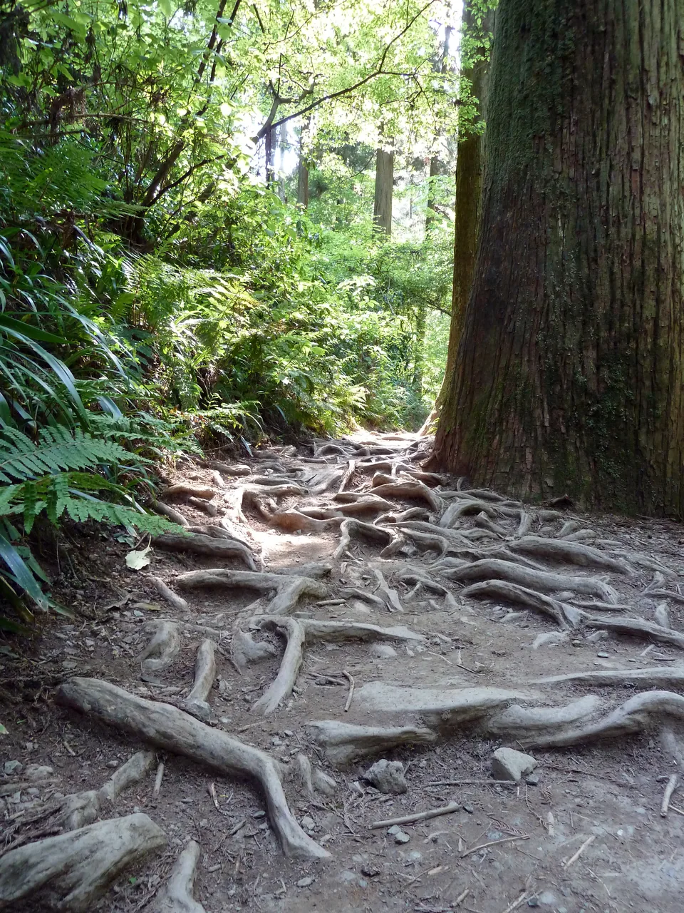 A bare earth path on Mt Takao with tree roots crossing it under tall cedars